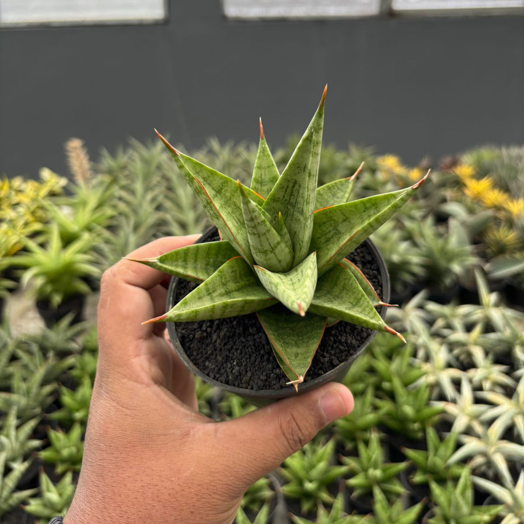 romeo and juliet sansevieria Sansevieria juleha