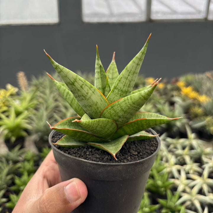 Sansevieria juleha