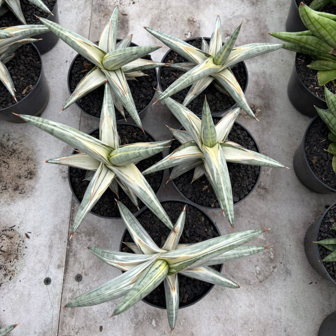 WHOLESALE : 5 pcs Sansevieria Bluclone White Variegated