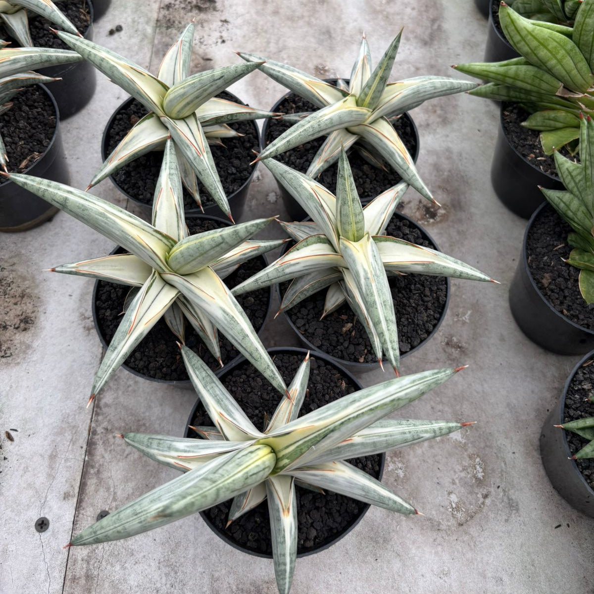 WHOLESALE : 5 pcs Sansevieria Blue clone White Variegated