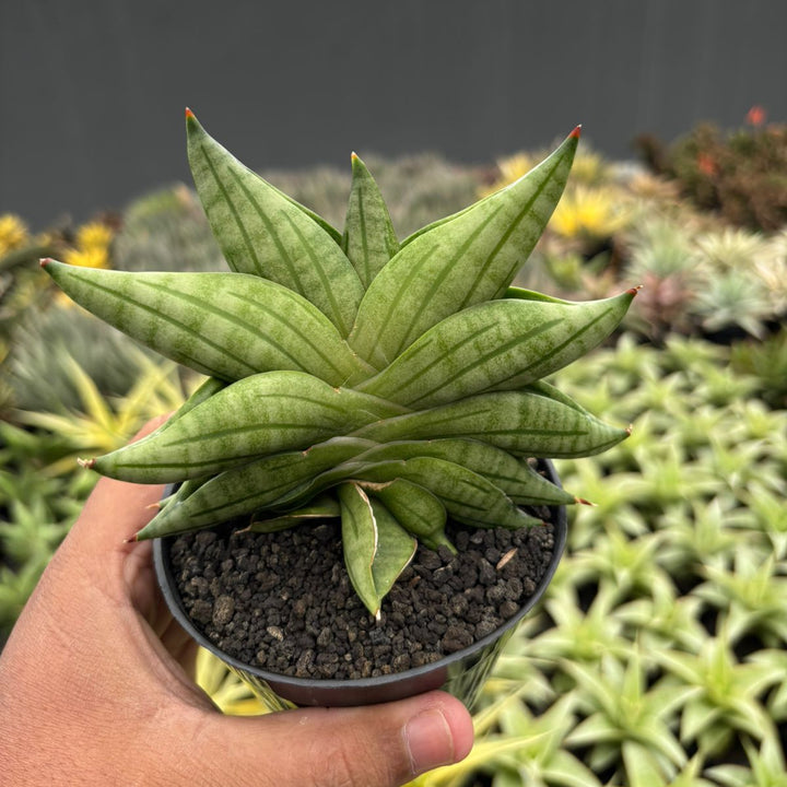 Sansevieria  viena