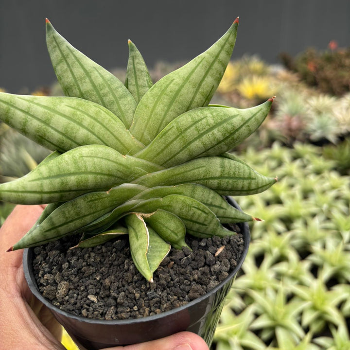 Sansevieria  viena
