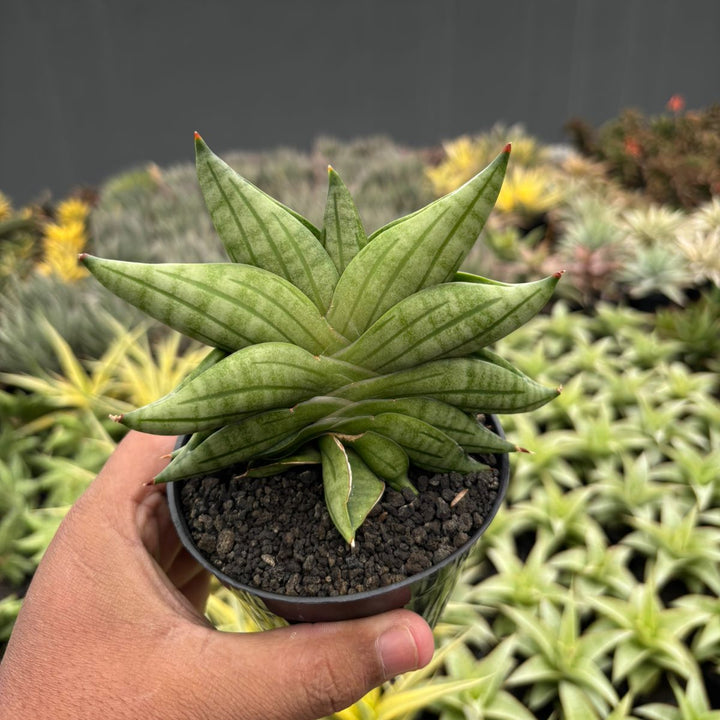 Sansevieria  viena