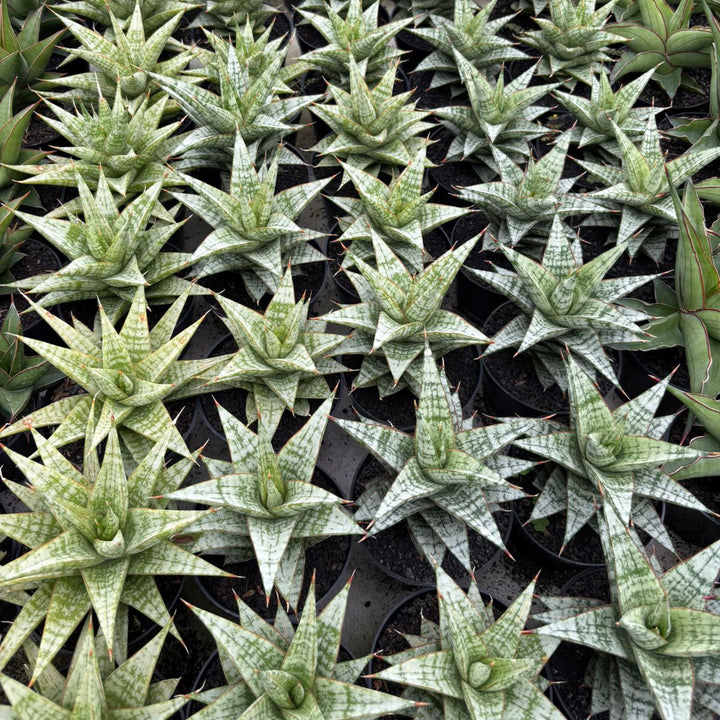 sansevieria desi
