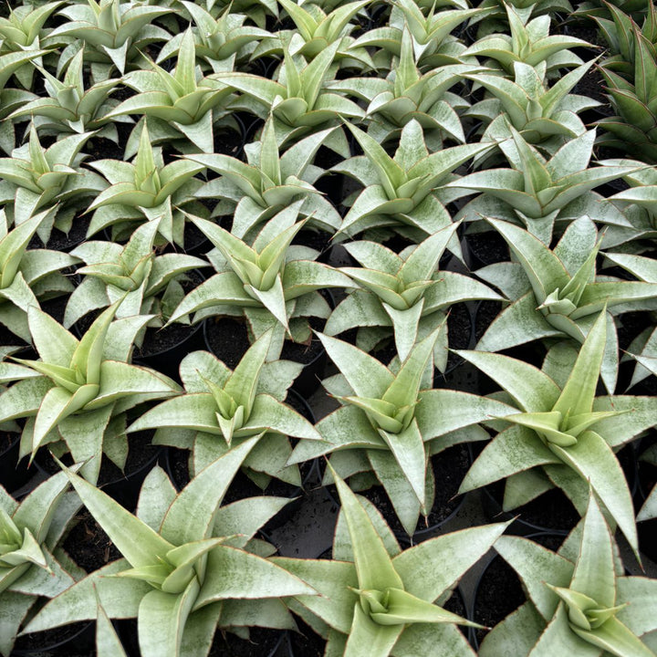 Sansevieria Mega