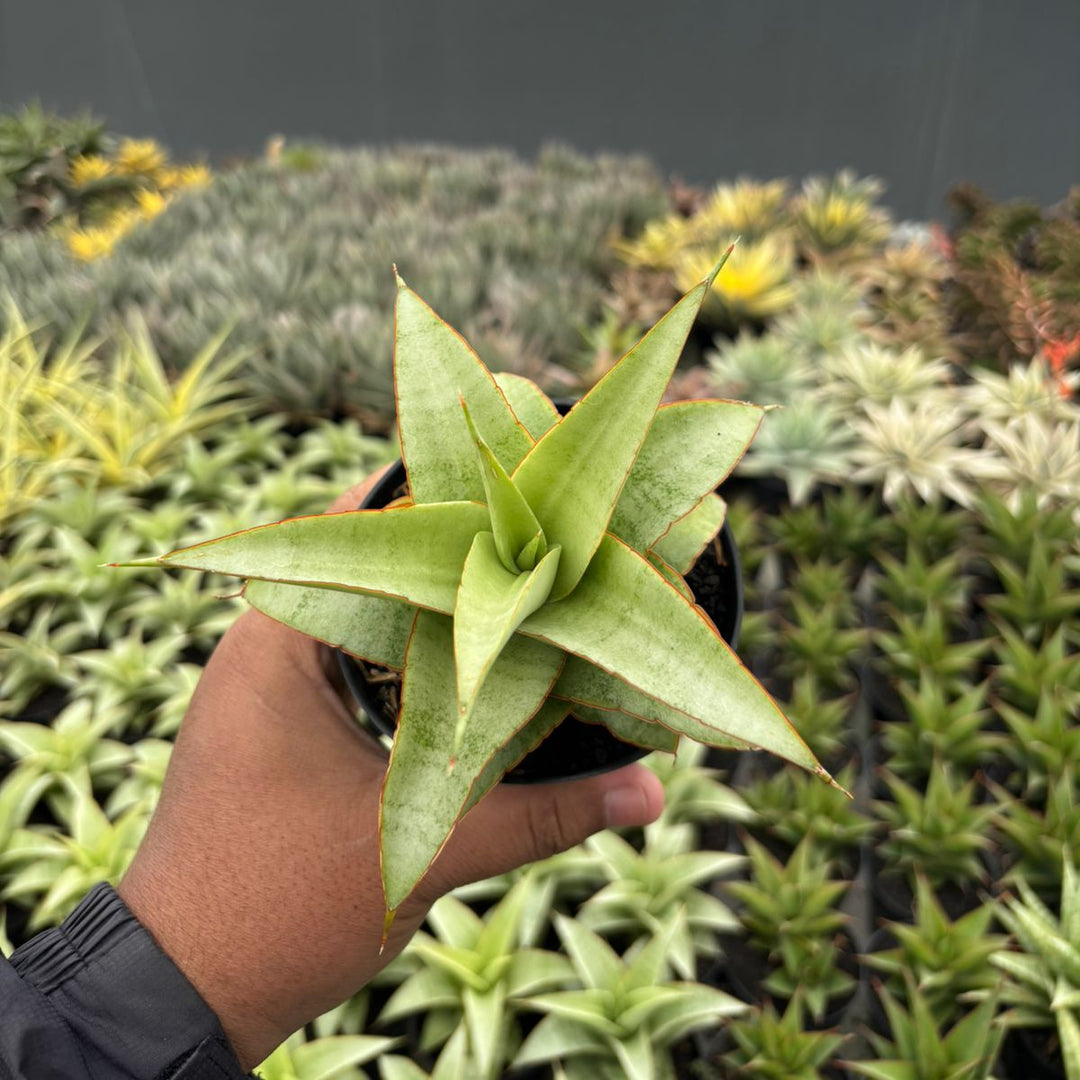 Sansevieria Mega