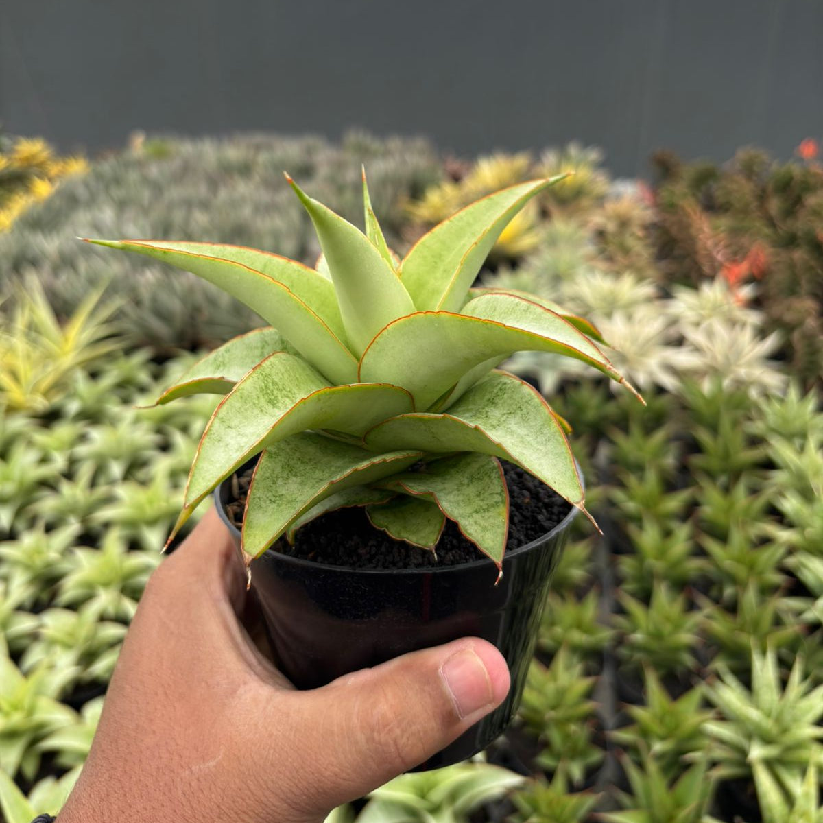 Sansevieria Mega – Succulentasia