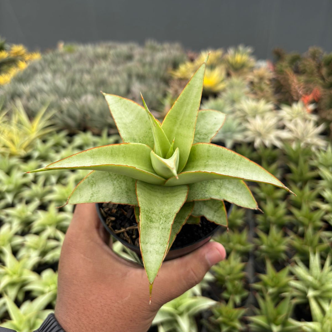 Sansevieria Mega