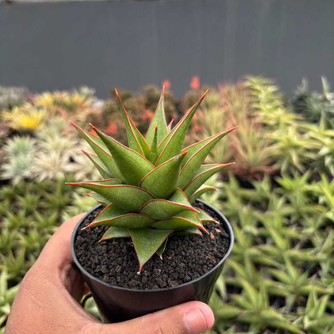 Sansevieria Theodora