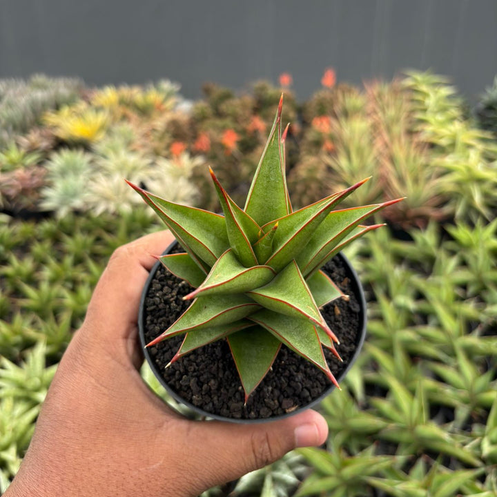 Sansevieria Theodora