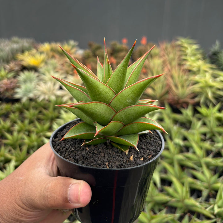 Sansevieria Theodora