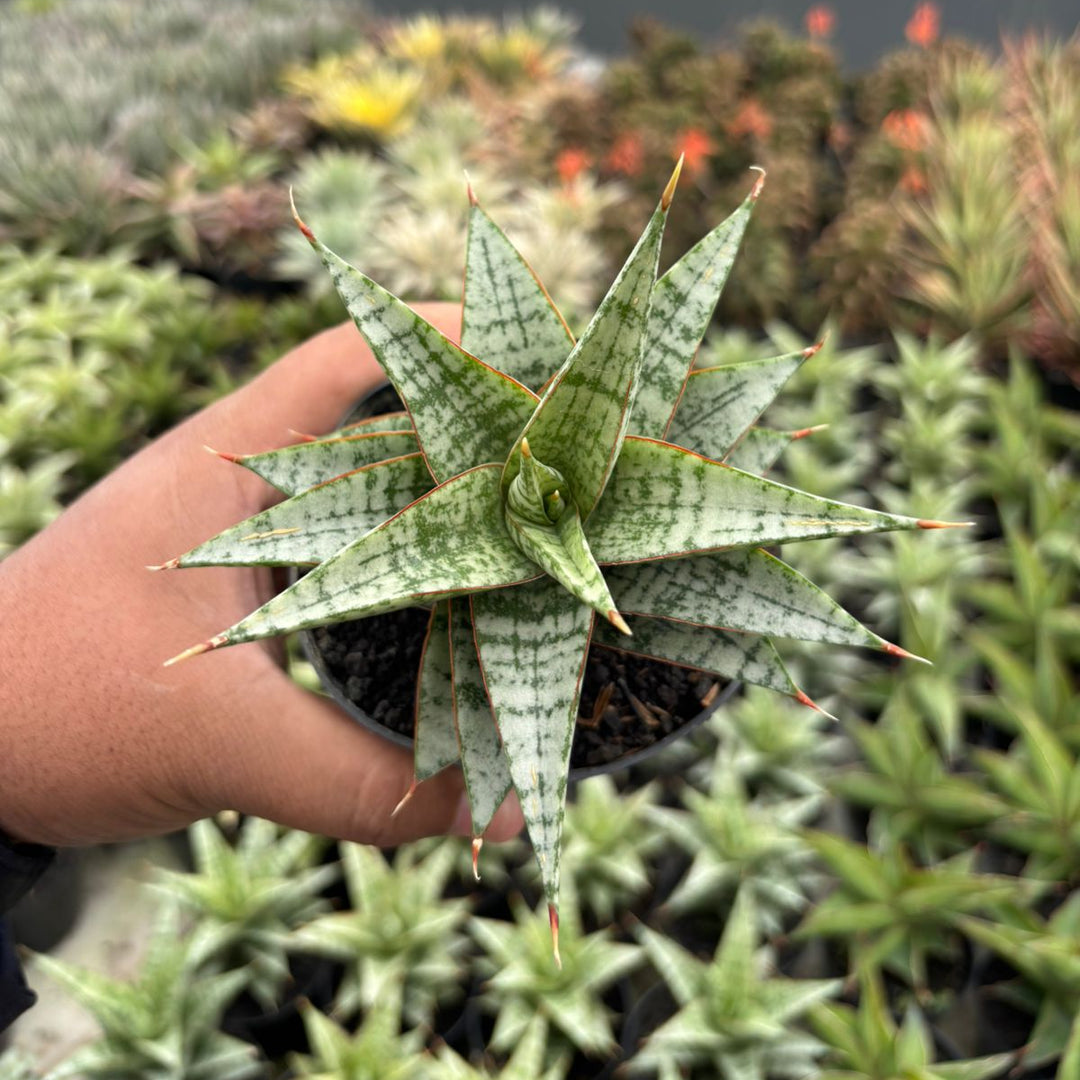 sansevieria desi