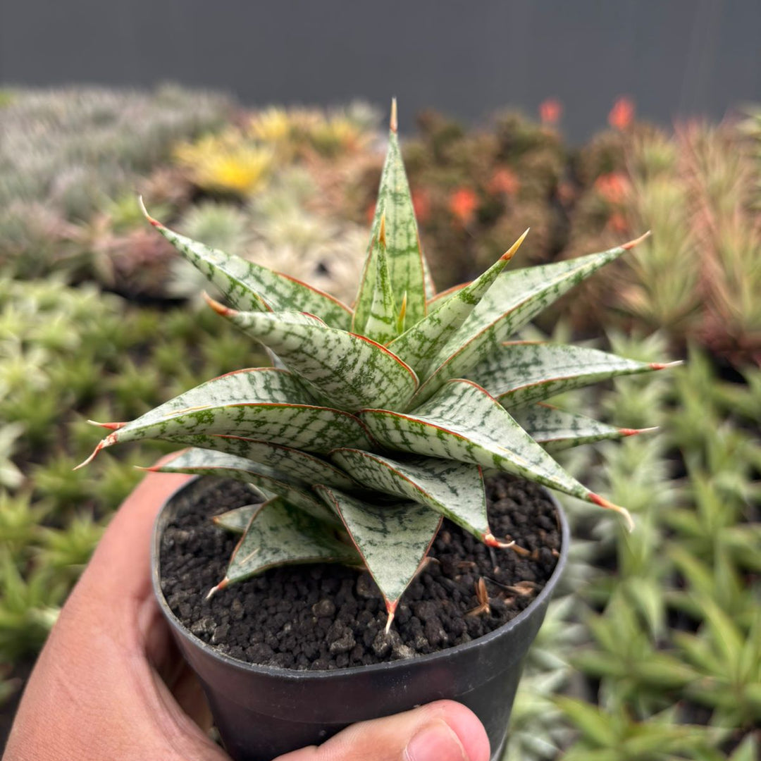sansevieria desi