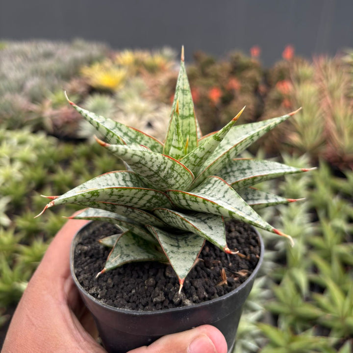 sansevieria desi