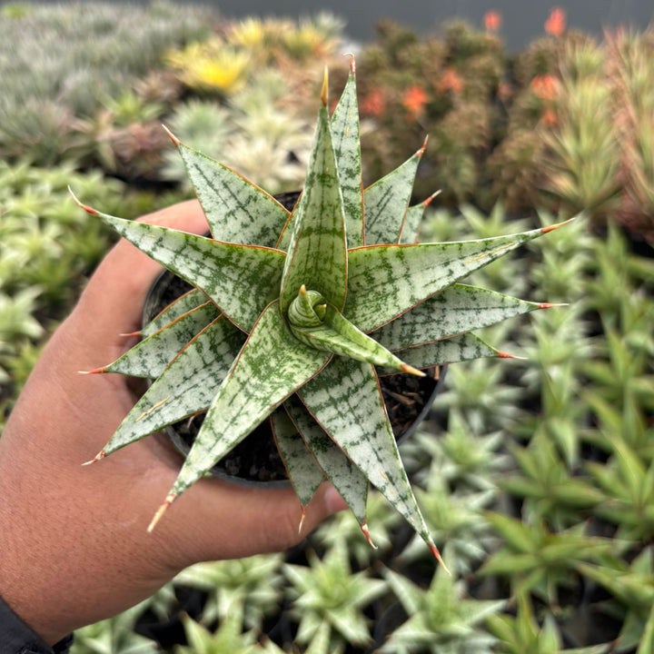 sansevieria desi