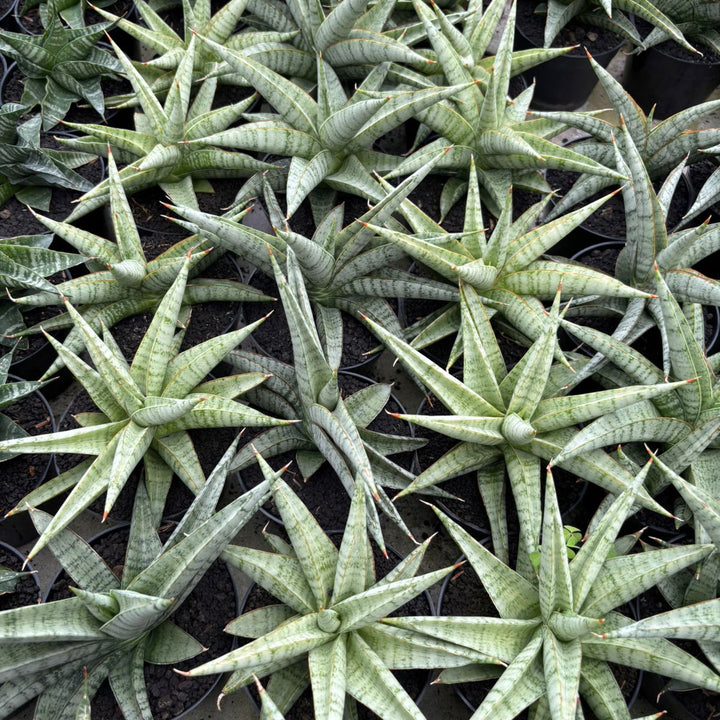 Sansevieria Anjani Blue Ice NGIPAS