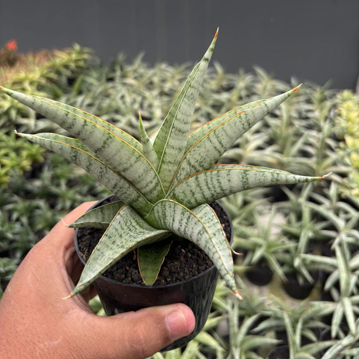 Sansevieria Anjani Blue Ice NGIPAS