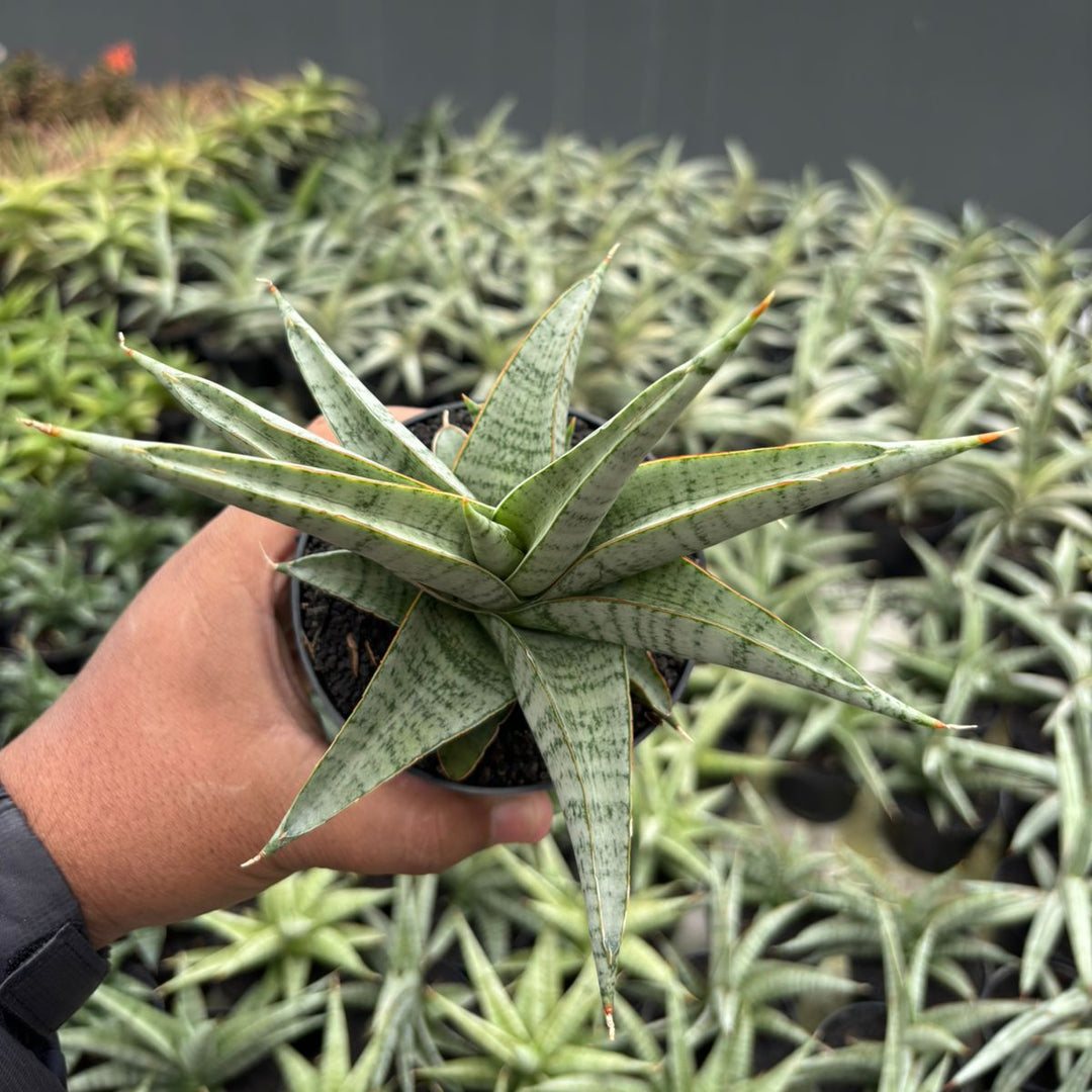 Sansevieria Anjani Blue Ice NGIPAS