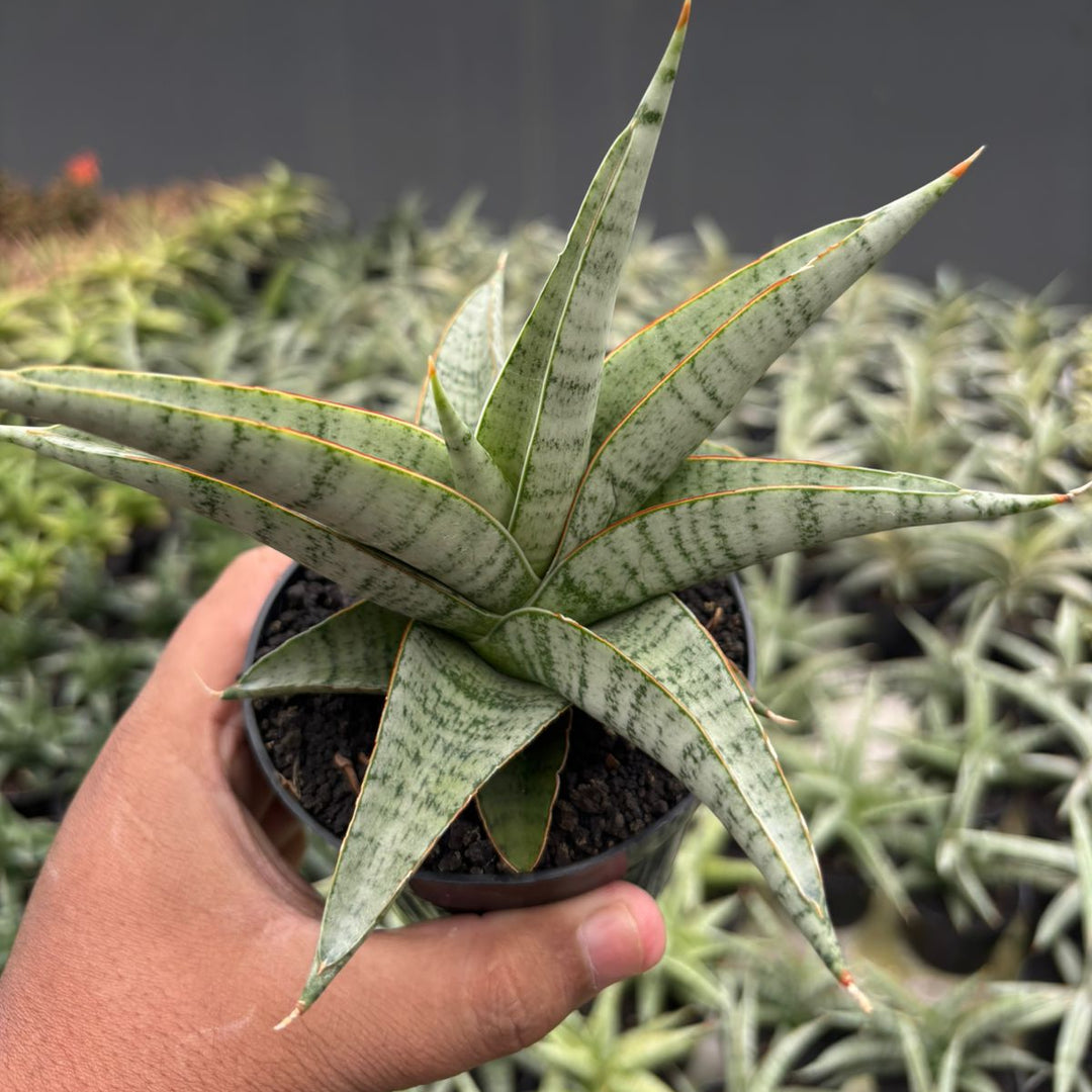 Sansevieria Anjani Blue Ice NGIPAS