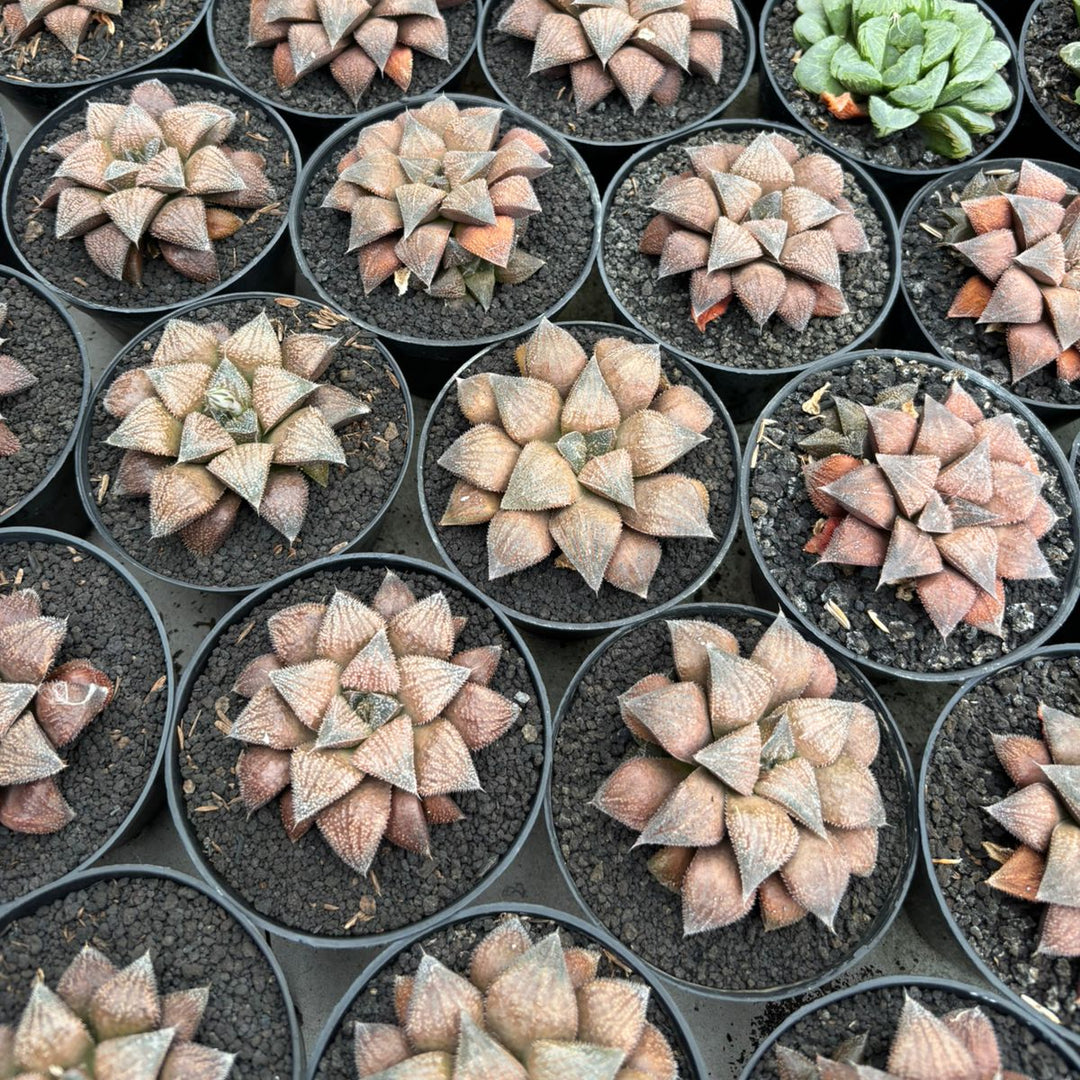 Haworthia Chocolate