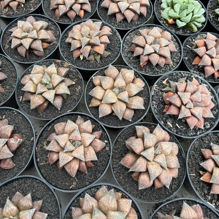 Haworthia Chocolate