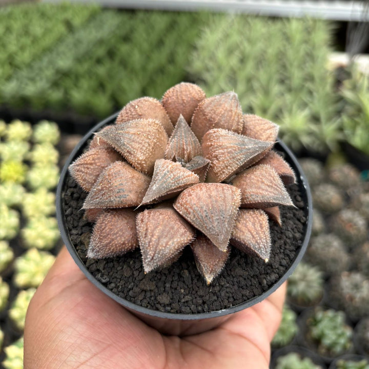 Haworthia Chocolate