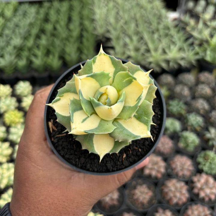 Agave Ohi Raijin Shiro Nakafu Yellow Variegated
