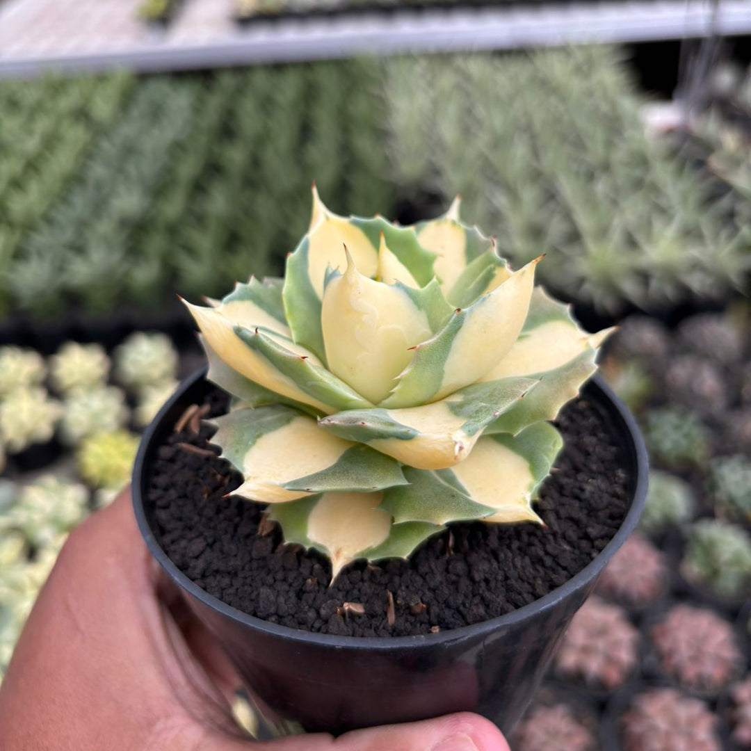 Agave Ohi Raijin Shiro Nakafu Yellow Variegated