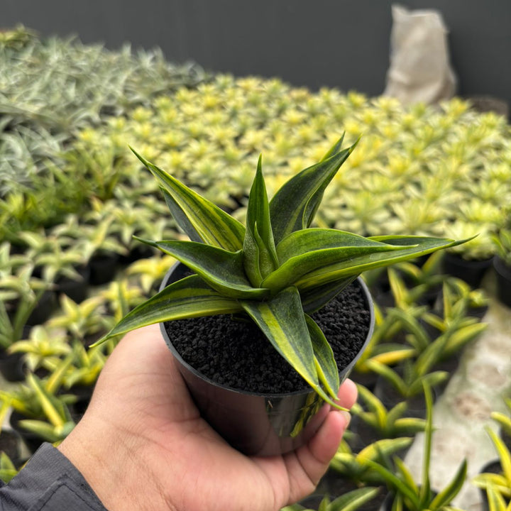 Sansevieria Black Makaila Variegated