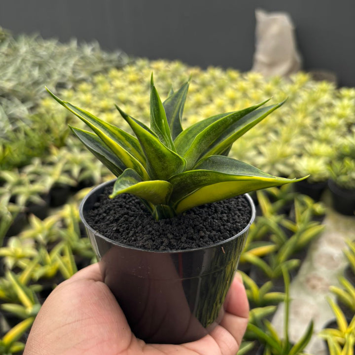 Sansevieria Black Makaila Variegated