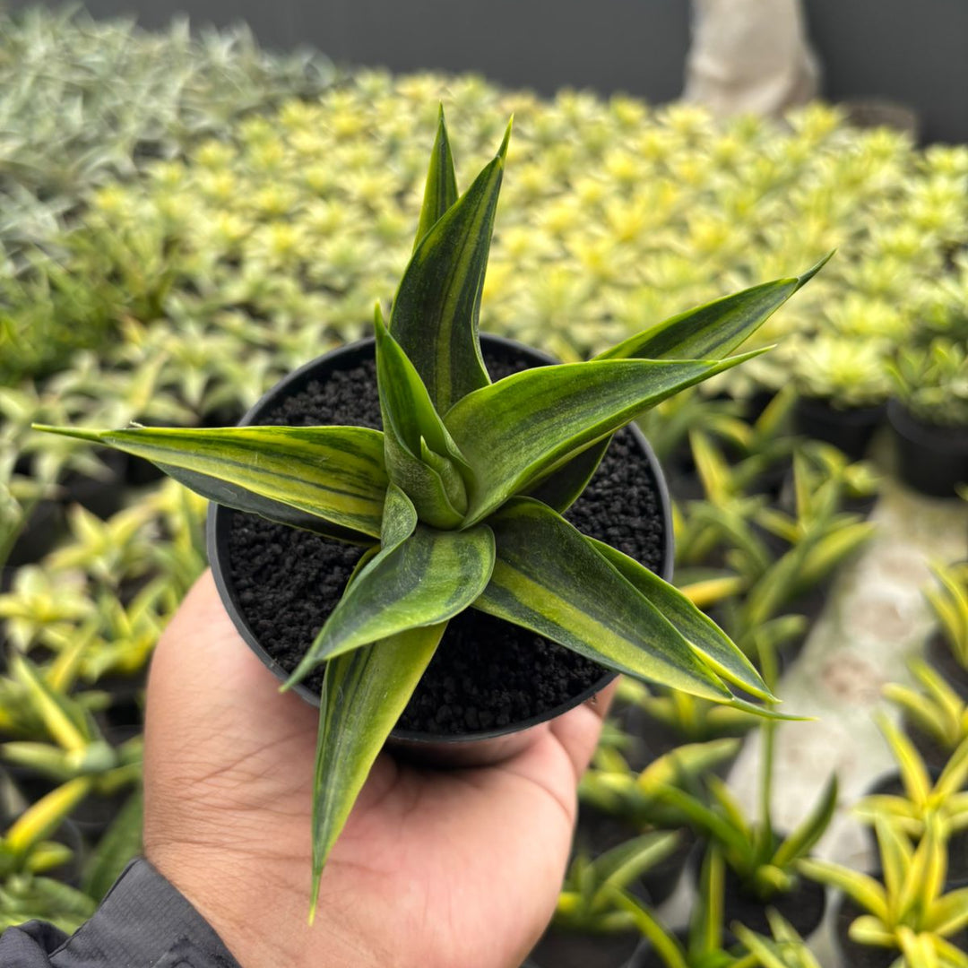 Sansevieria Black Makaila Variegated