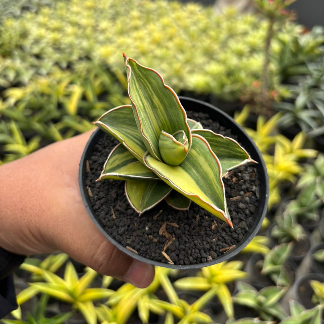 samurai sansevieria Sansevieria Samurai dwarf Variegated