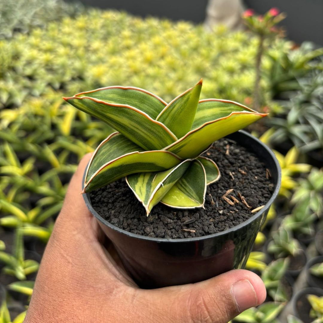 Sansevieria Samurai dwarf Variegated