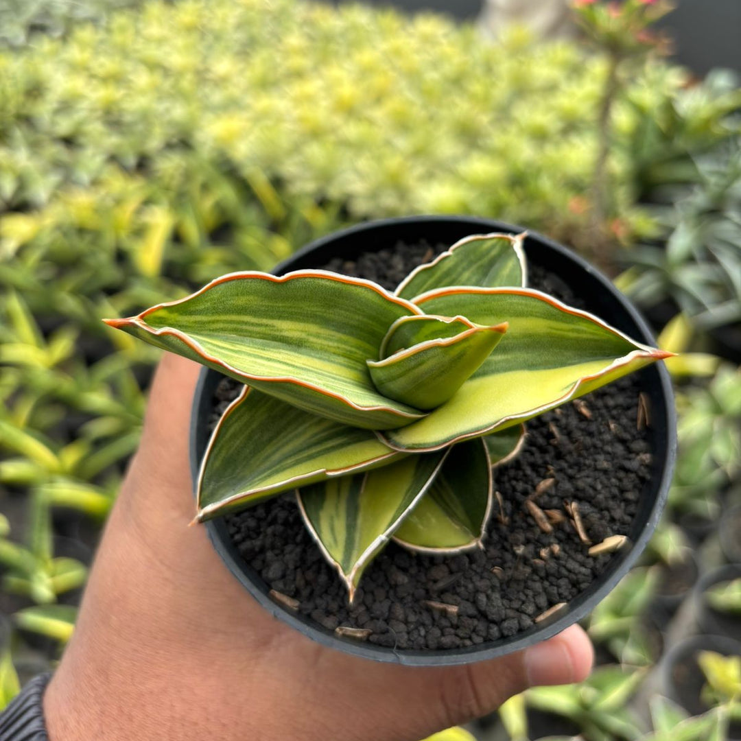 Sansevieria Samurai dwarf Variegated