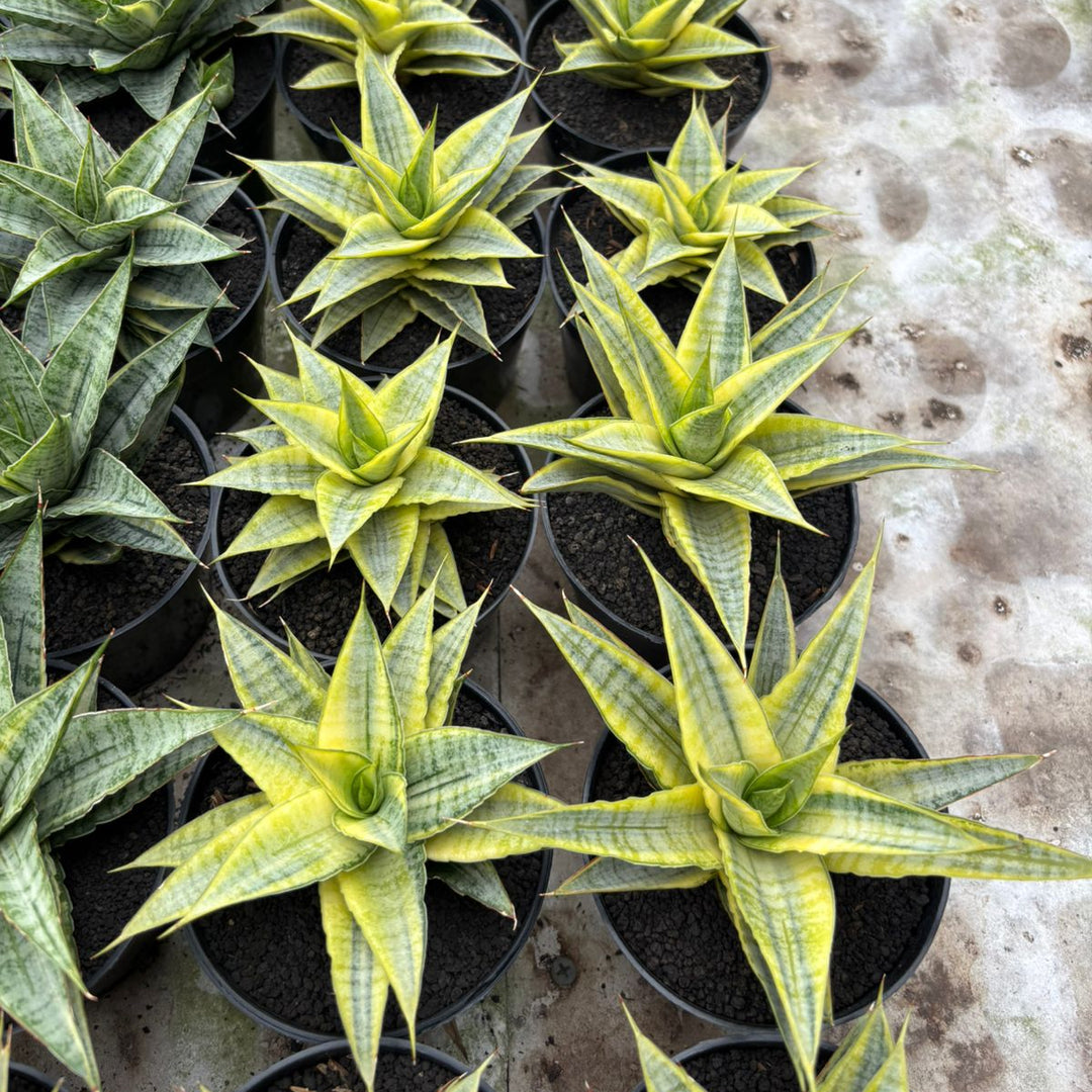 Sansevieria Sweet Celery Variegated