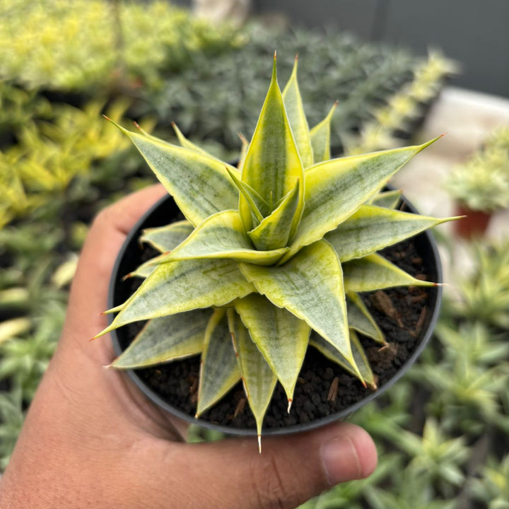 Sansevieria Sweet Celery Variegated