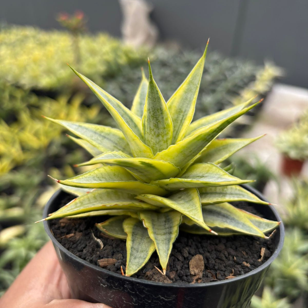 Sansevieria Sweet Celery Variegated – Succulentasia
