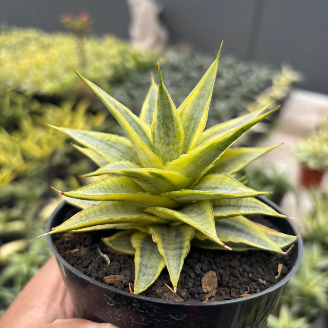 Sansevieria Sweet Celery Variegated