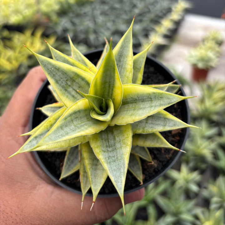 Sansevieria Sweet Celery Variegated