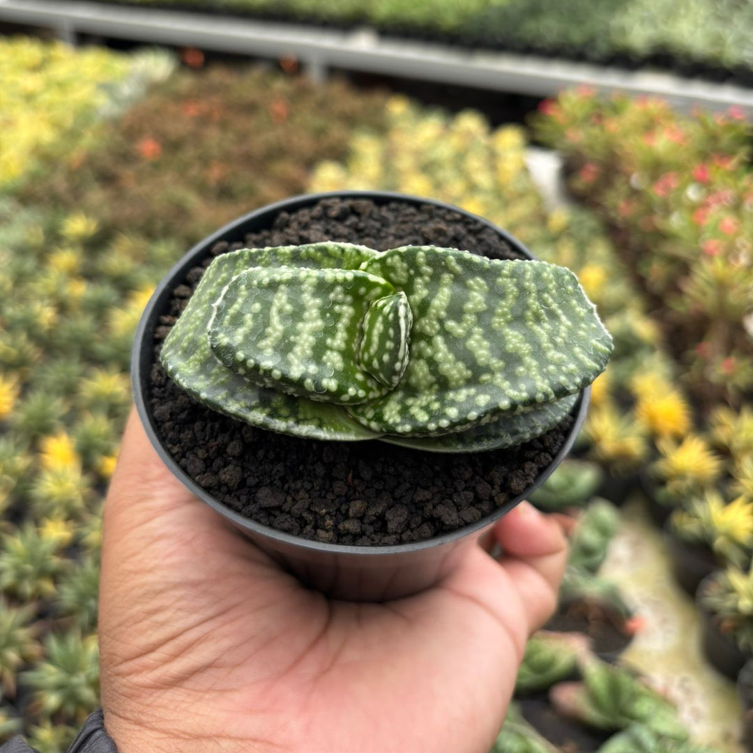 Gasteria Tiger Spot