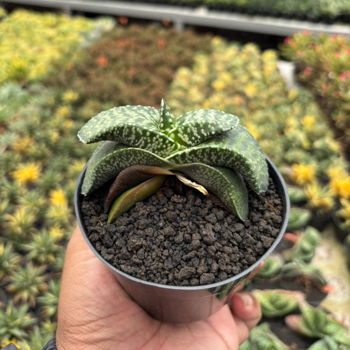 Gasteria Tiger Spot