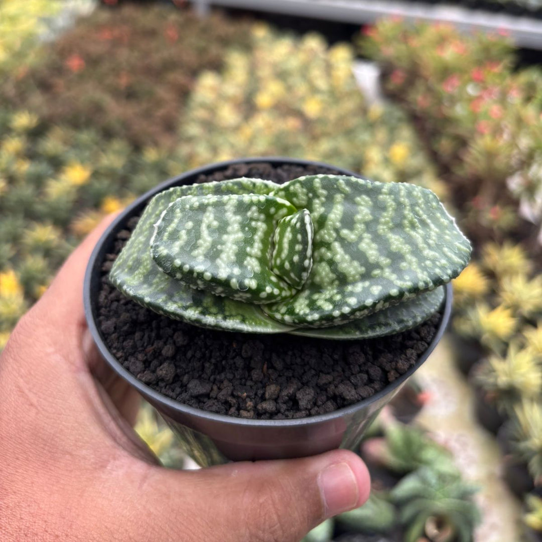 tiger plant succulent Gasteria Tiger Spot – Succulentasia