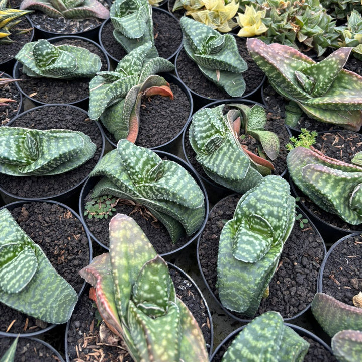 Gasteria Tiger Spot