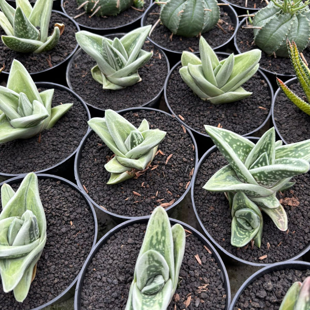 succulent gasteria ikea Gasteria White Ice – Succulentasia