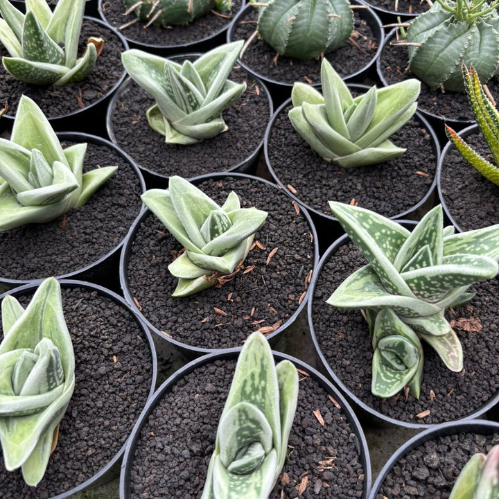 Gasteria White Ice