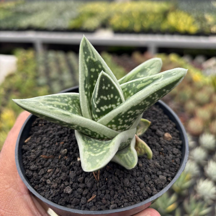 Gasteria White Ice