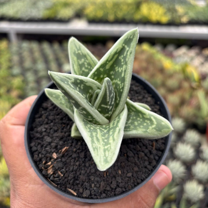 Gasteria White Ice