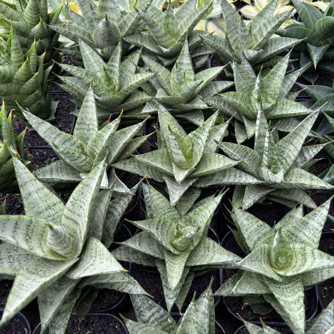 Sansevieria Lotus