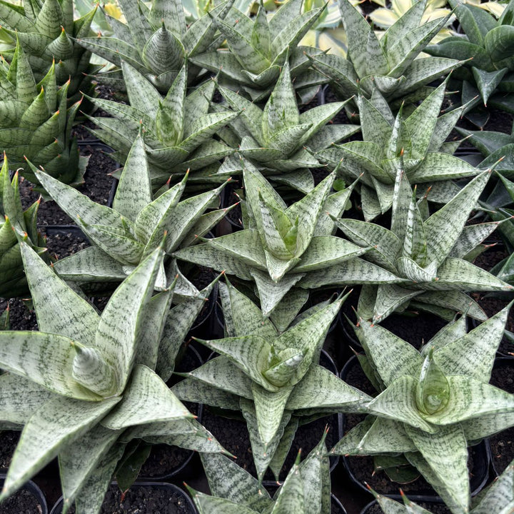Sansevieria Lotus