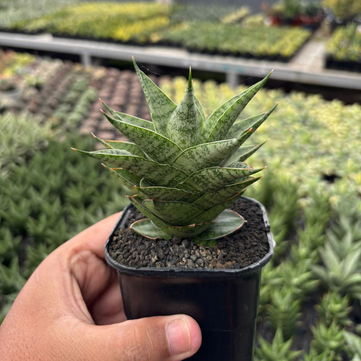 Sansevieria Lotus